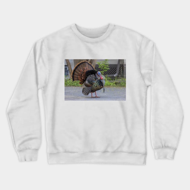 Urban Wild Turkey Crewneck Sweatshirt by Jim Cumming